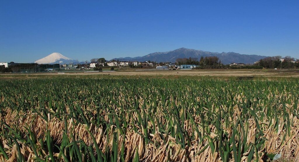 茅ヶ崎市芹沢地区