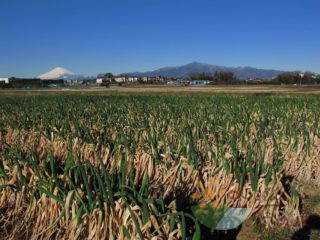 茅ヶ崎市芹沢地区